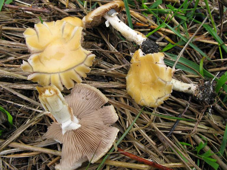 Agrocybe 2009 04 25 IMG_0588-redim768.jpg