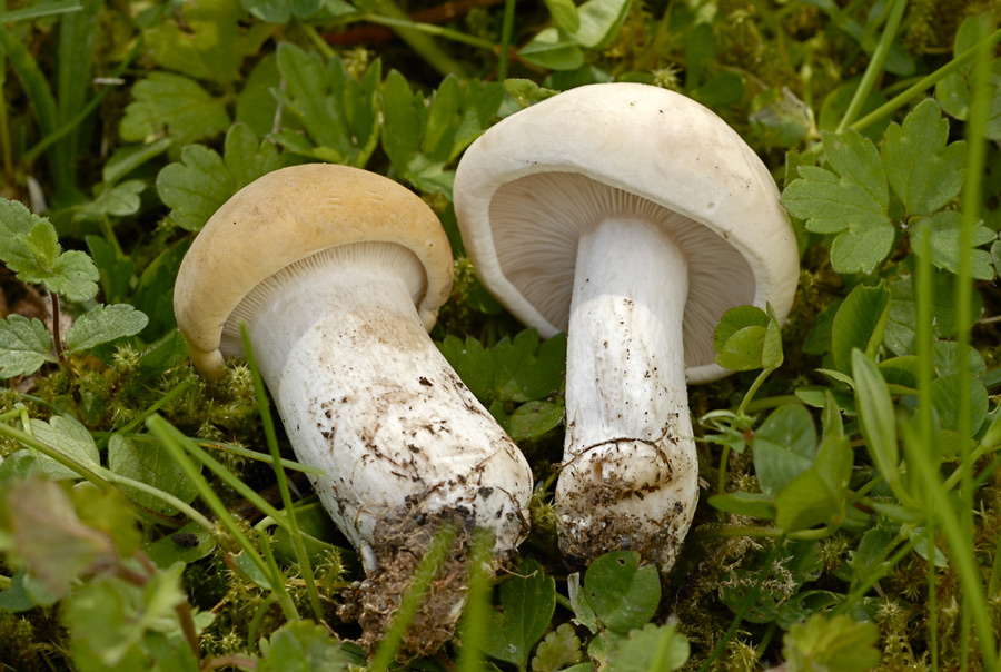 Calocybe-gambosa.jpg