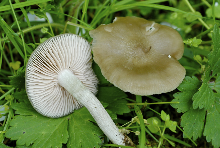 Entoloma-sepium.jpg