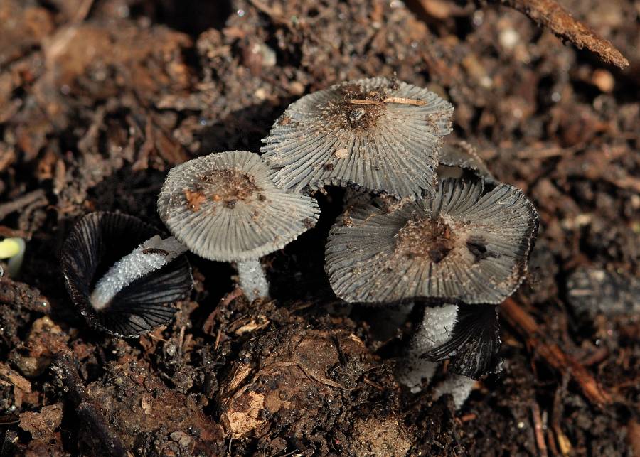 Coprinus sp. 2013 08 02 Lozère (tas de compost)-redim900.JPG