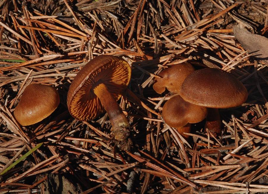 Cortinarius orellanus (à confirmer) 2012 11 15 Lozère (Barre-des-Cévennes)-redim900.JPG