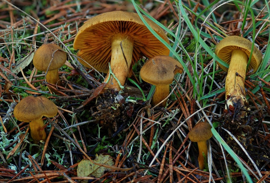 Cortinarius croceus 2013 10 17 Lozère (Barre-des-Cévennes).jpg