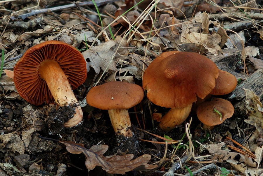 Cortinarius orellanus 2013 10 07 Lozère (Barre des Cévennes - Quatre Chemins).jpg