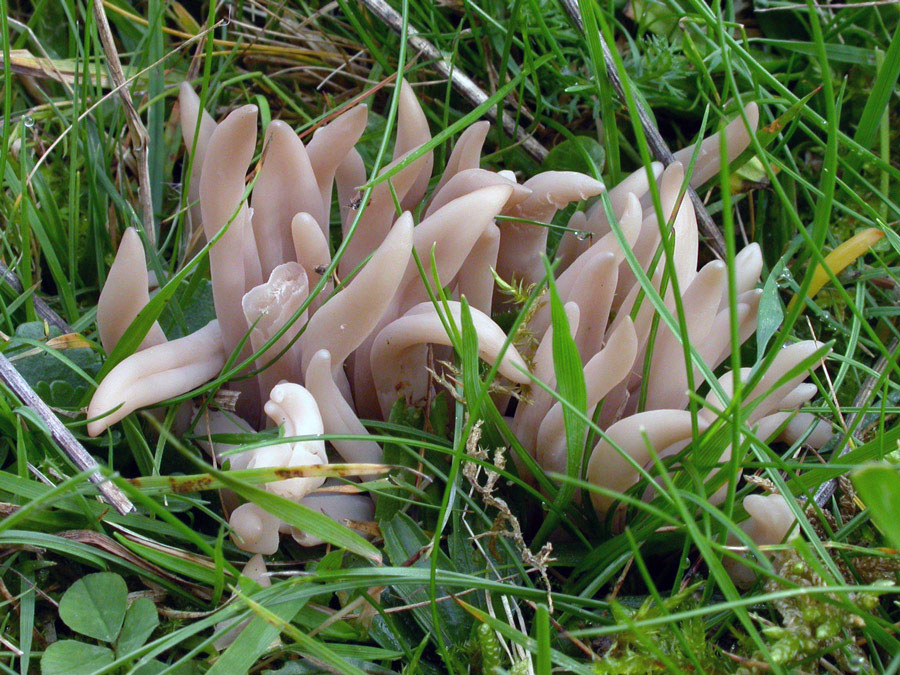 Clavaria-fumosa.jpg