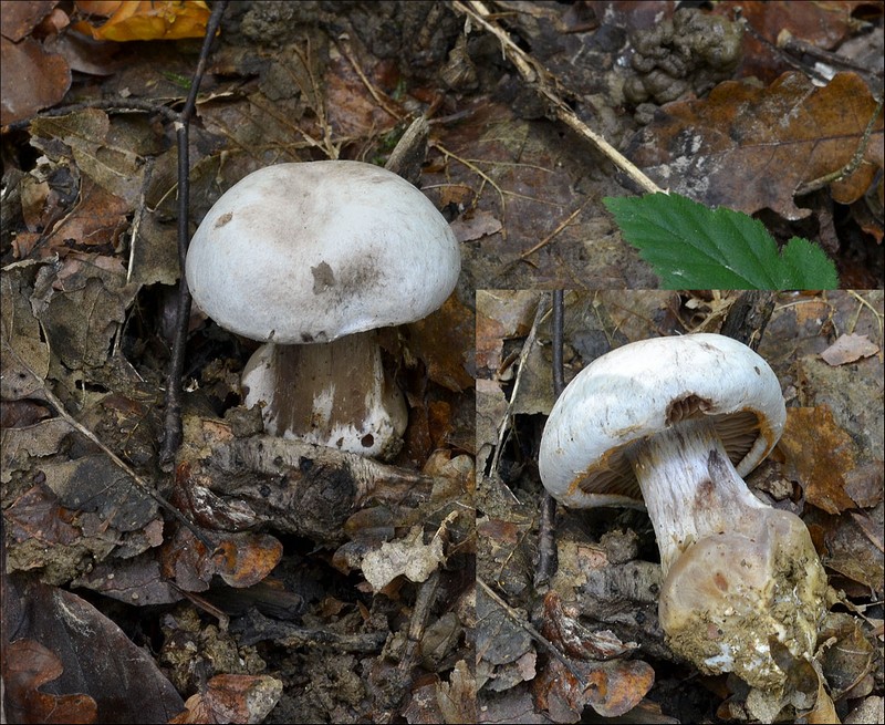 Cortinarius scaurotraganoides 1 (19-10-13).jpg