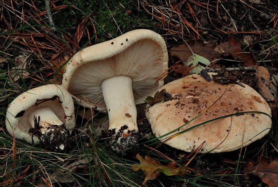 Calocybe gambosa 2013 10 24 ( à confirmer) Lozère (Barre-des-Cévennes).jpg