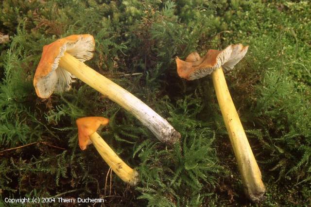 Hygrocybe_conica_2004_td_1.jpg