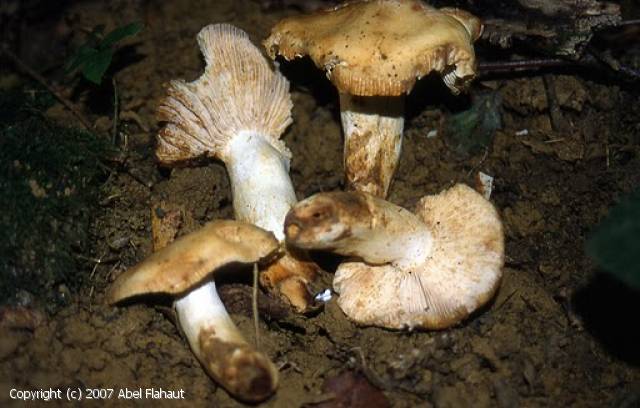 Russula_fragrantissima_2007_af_1.jpg