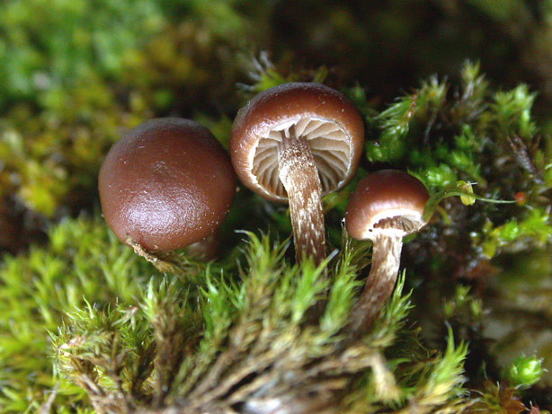 Psilocybe-montana--.jpg