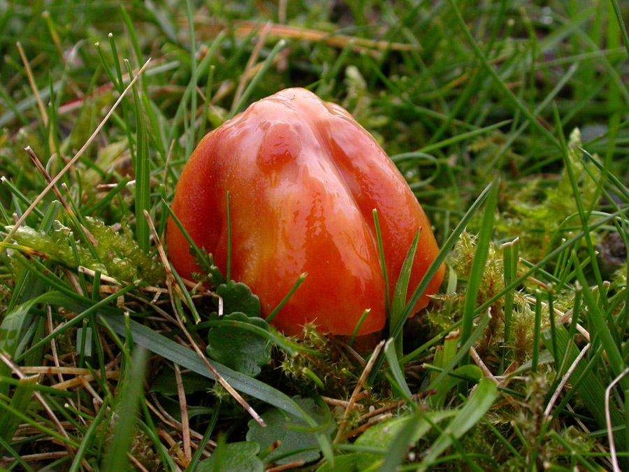 Hygrocybe-punicea.jpg