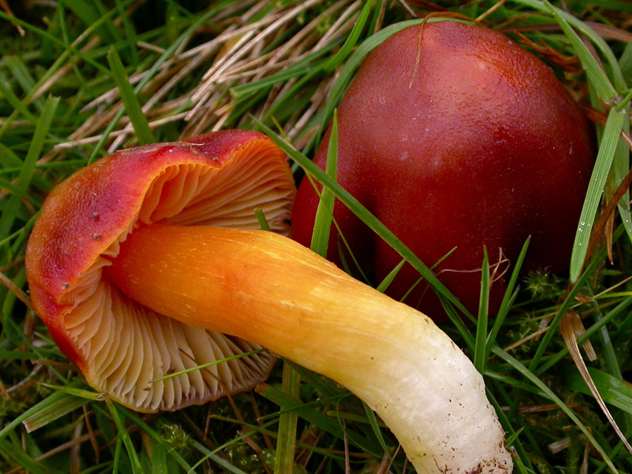 Hygrocybe-punicea2.jpg