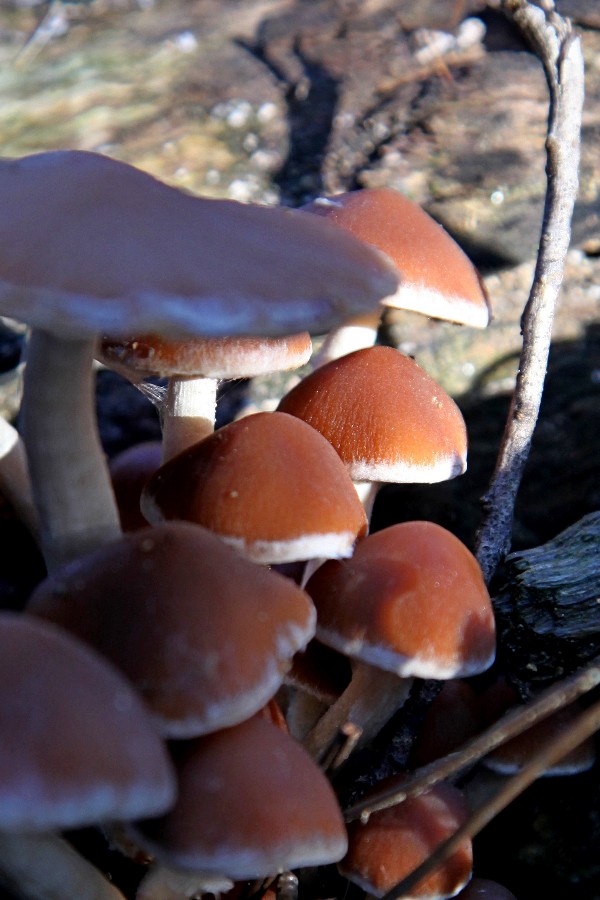 Psathyrella piluliformis -b.jpg