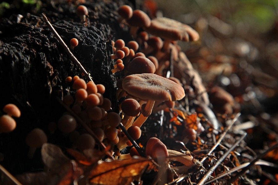 Psathyrella piluliformis-a.jpg