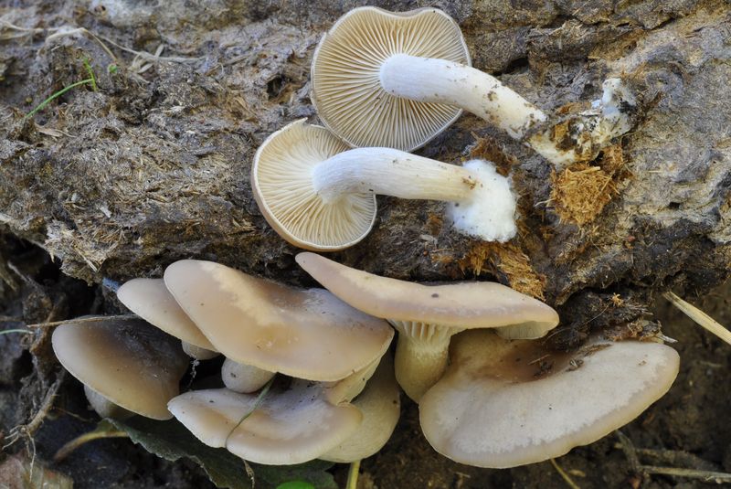 Clitocybe fimiphila_04.jpg