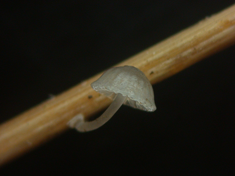 Mycena-bulbosa.jpg