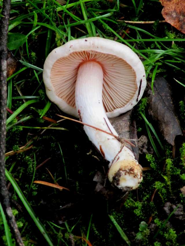 (Cortinarius) Yvoir (Tricointe) 7-12-13 B.jpg