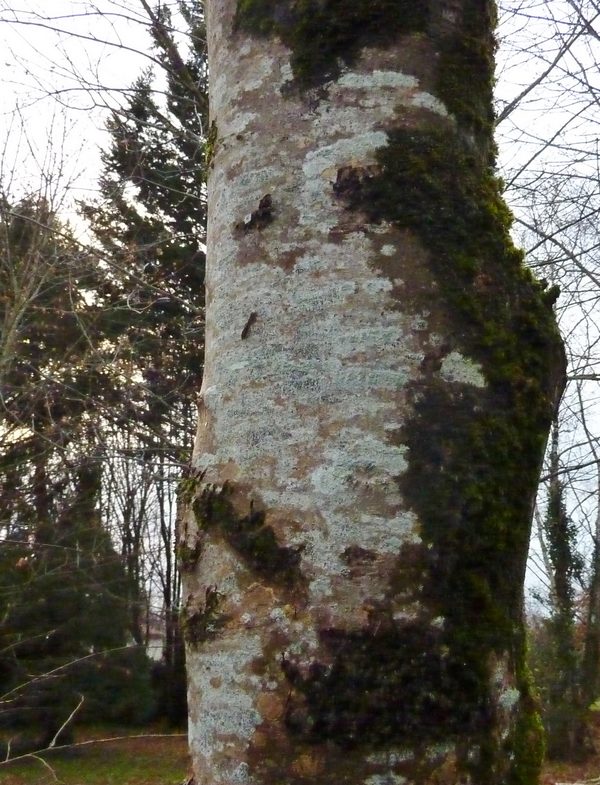 Fraxinus (2).JPG