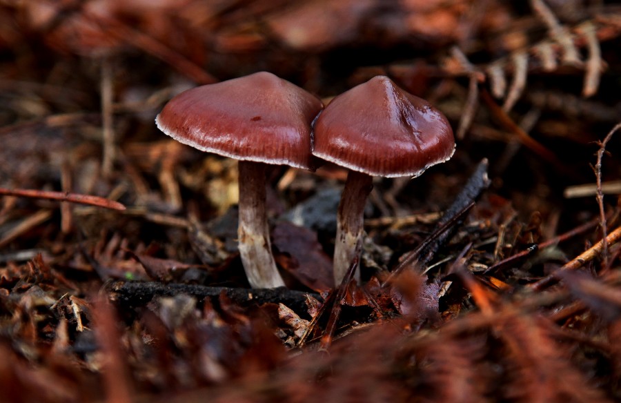 Cortinarius-redim900.jpg