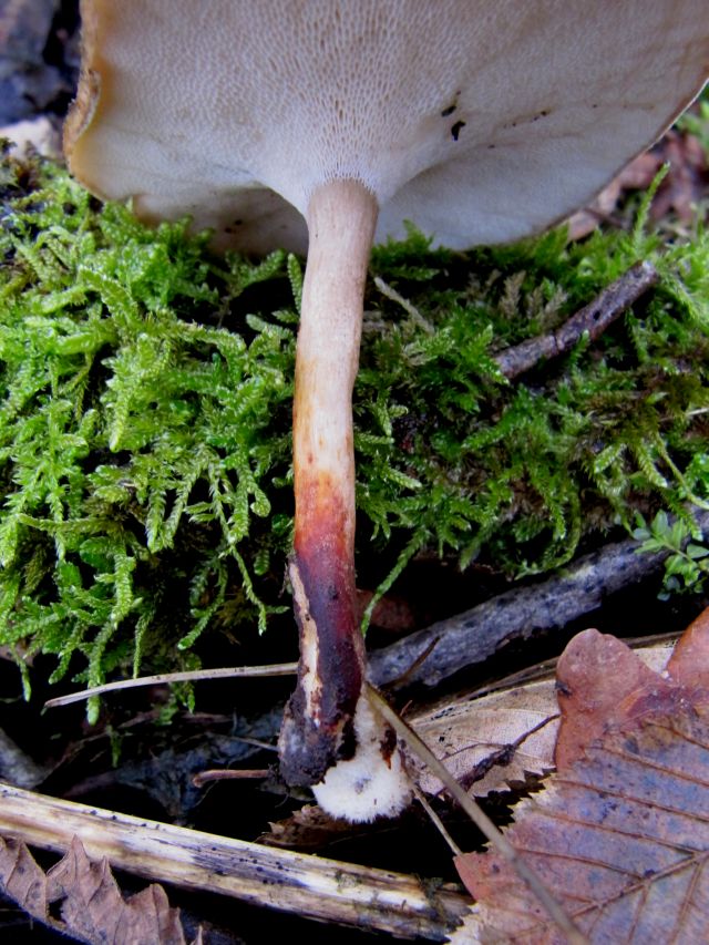 Polyporus brumalis Gendron-Celles 30-12-13 B.jpg