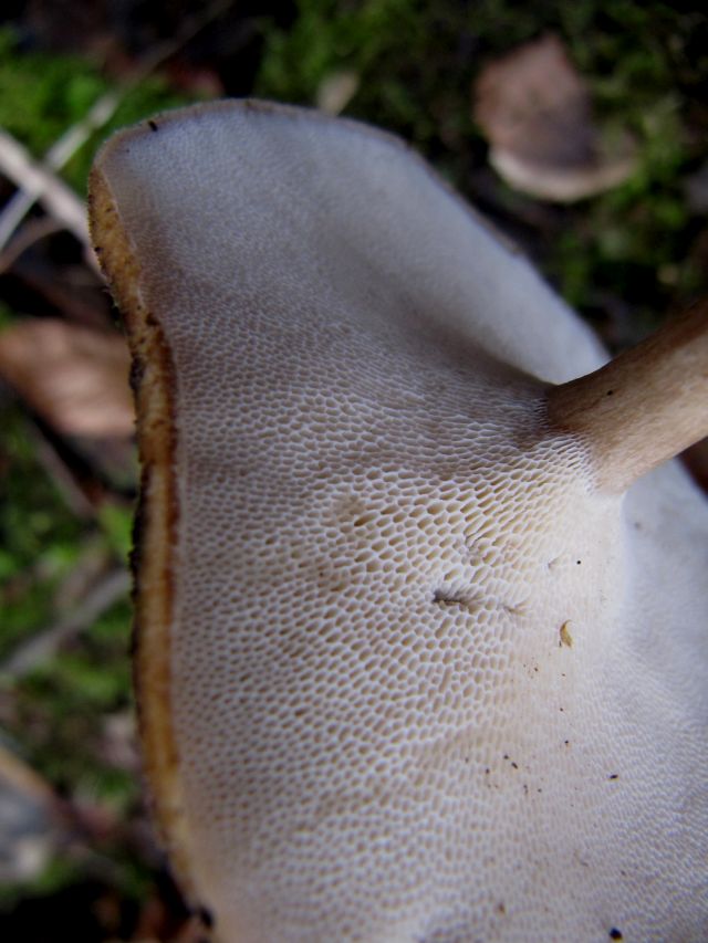 Polyporus brumalis Gendron-Celles 30-12-13 C.jpg