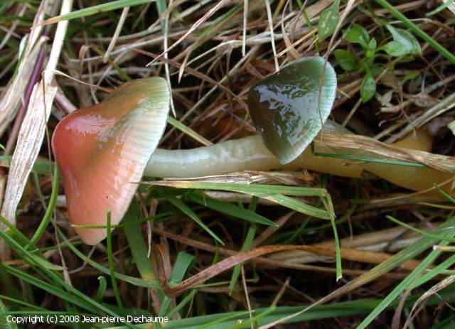 Hygrocybe_psittacina_2008_jd_1.jpg