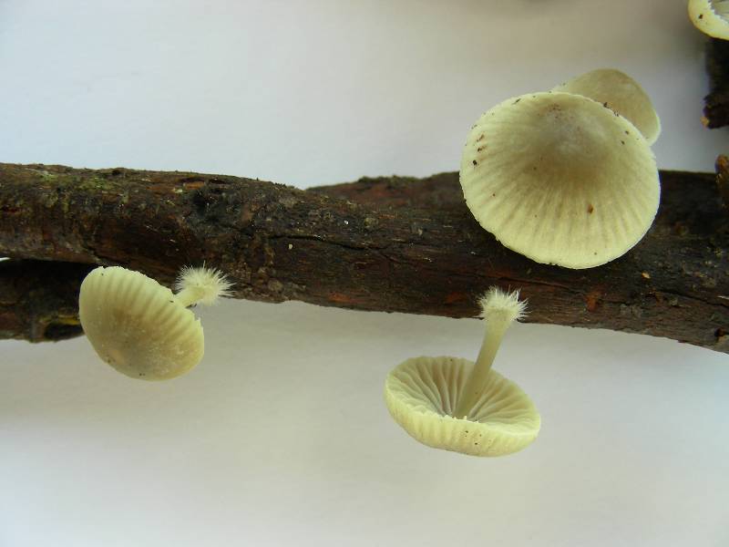 Mycena arcangeliana. 2-redim800.JPG