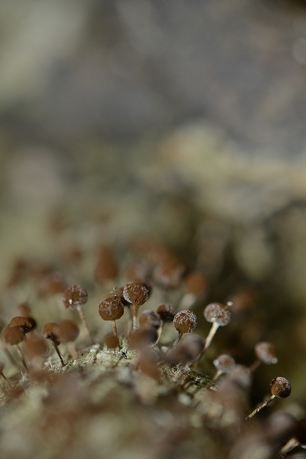 Physarum nucleatum ou sp.jpg