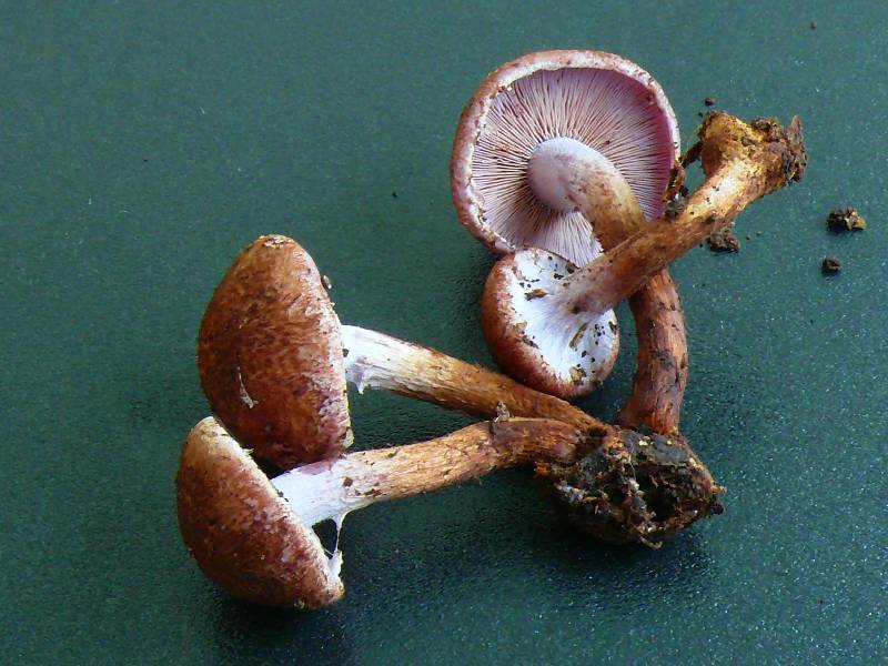 Agaricale lames violettes 1-redim800.JPG