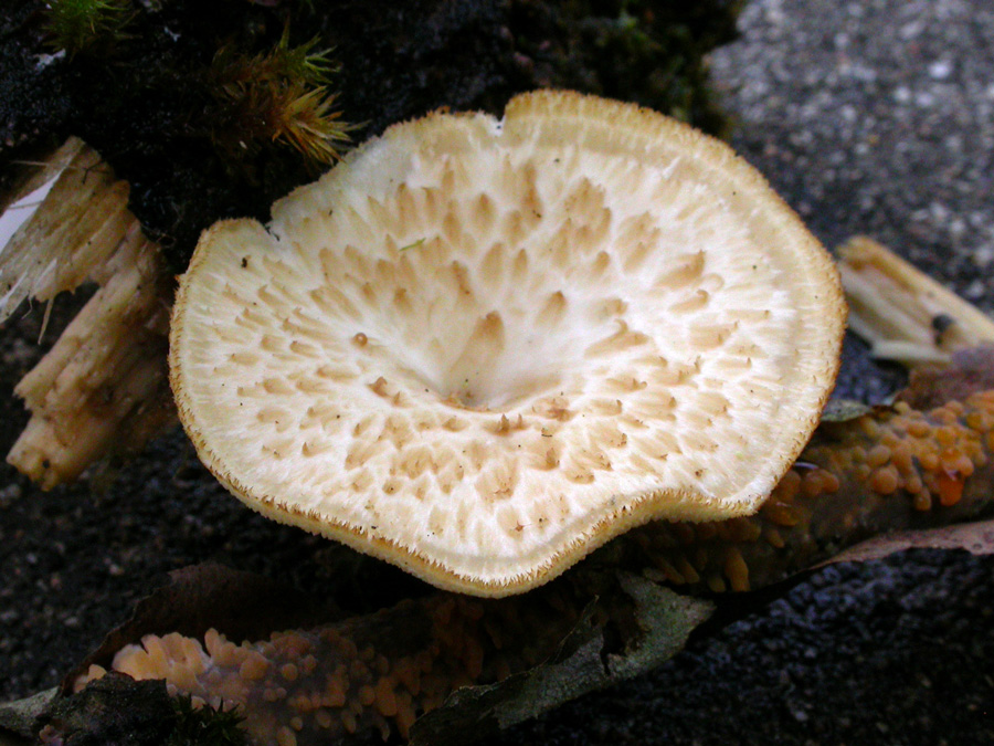 Polyporus-tuberaster.jpg