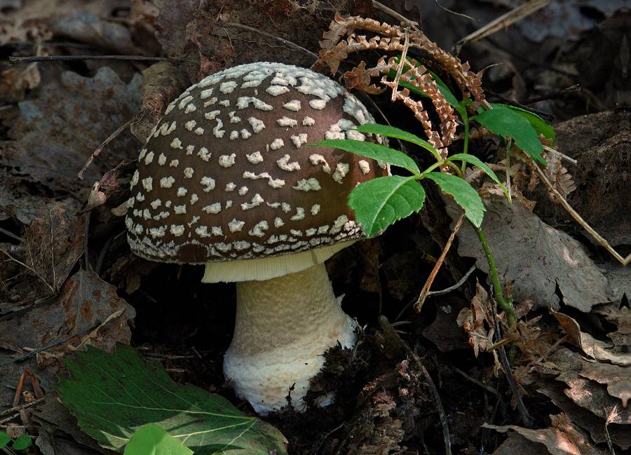 Amanita excelsa var. spissa 2014 07 15 Lozère (Les Quatre Chemins).jpg