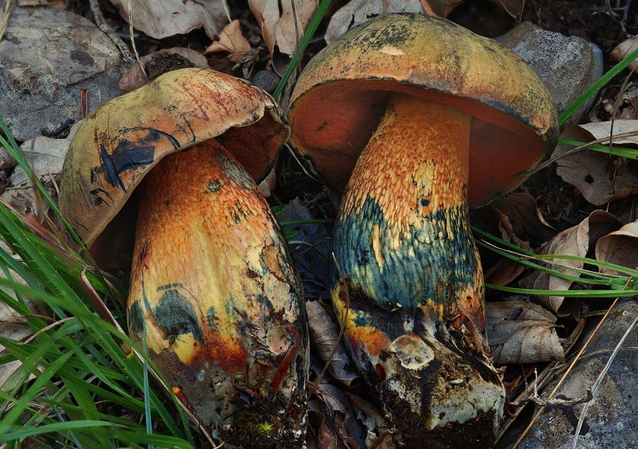 Boletus luridus 2014 07 13 Lozère (Barre-des-Cévennes).jpg