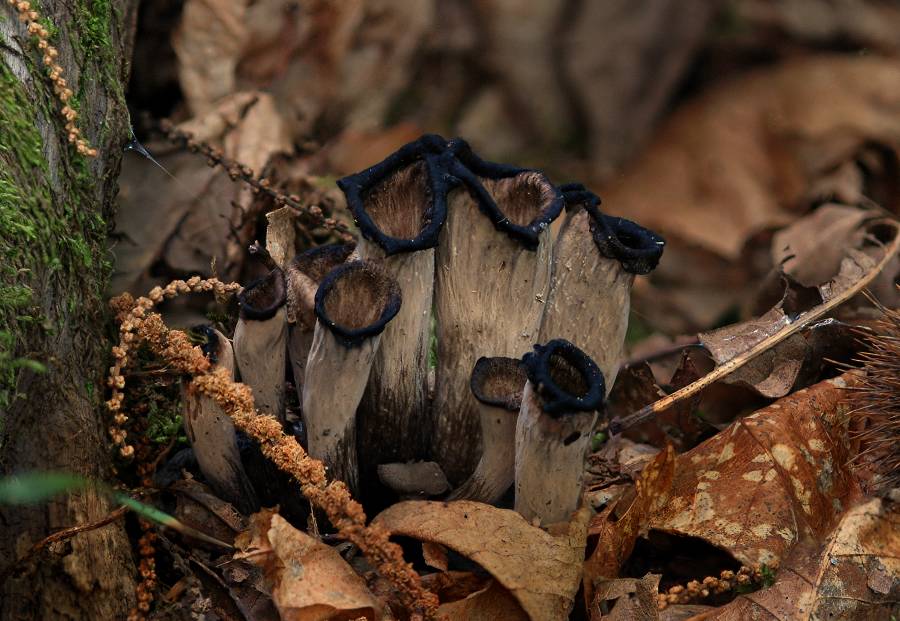 Craterellus cornucopioides 2014 07 16 Lozère (Cévennes).jpg