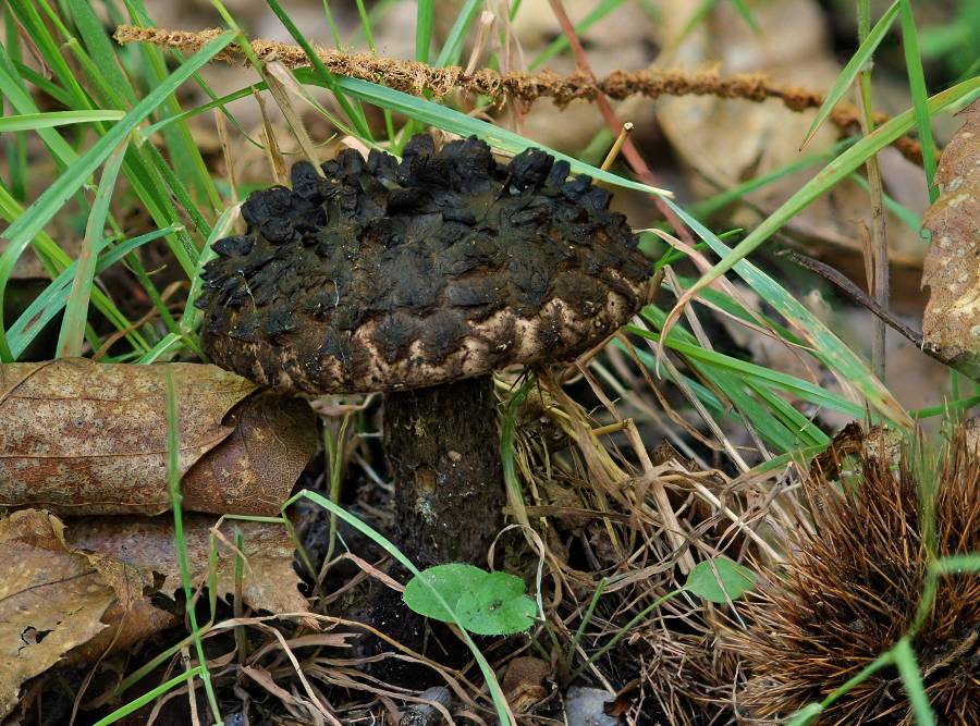 Strobilomyces strobilaceus 2014 07 14 Lozère (Cévennes).jpg