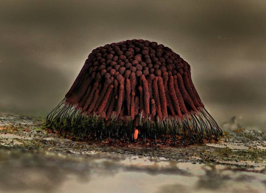 2 Stemonitis flavogenita (à confirmer) 2014 07 06 Lozère (Cévennes) (2).jpg