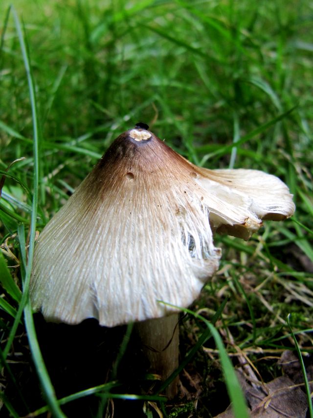 Inocybe spec. Godinne 23-07-14 B.jpg