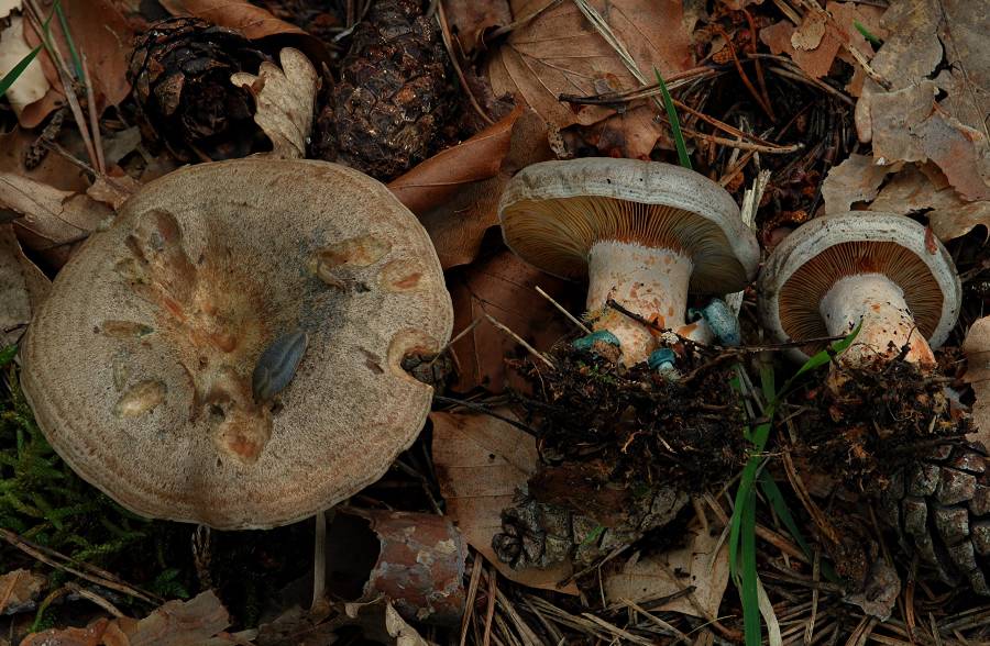 Lactarius quieticolor 2014 07 27 Lozère (Barre-des-Cévennes)-redim900.jpg