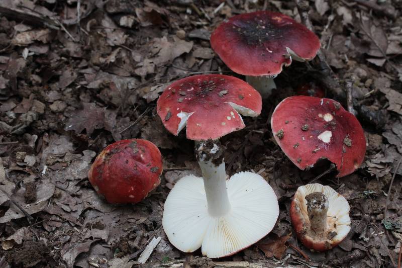 Russula atropurpurea.JPG