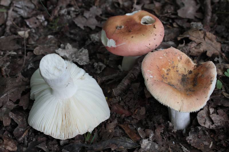 Russula zvarae.JPG