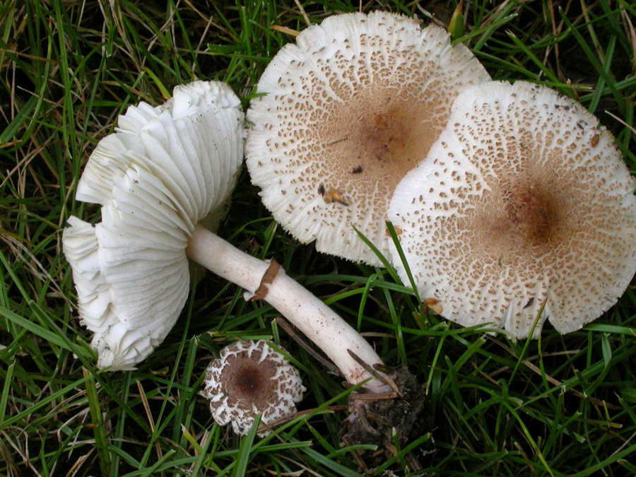 Lepiota-lilacea.jpg