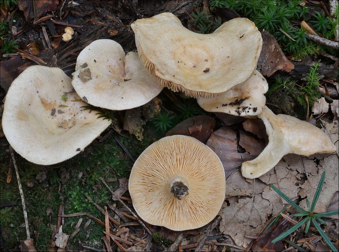 Lactarius illyricus 1 (06-08-14).jpg