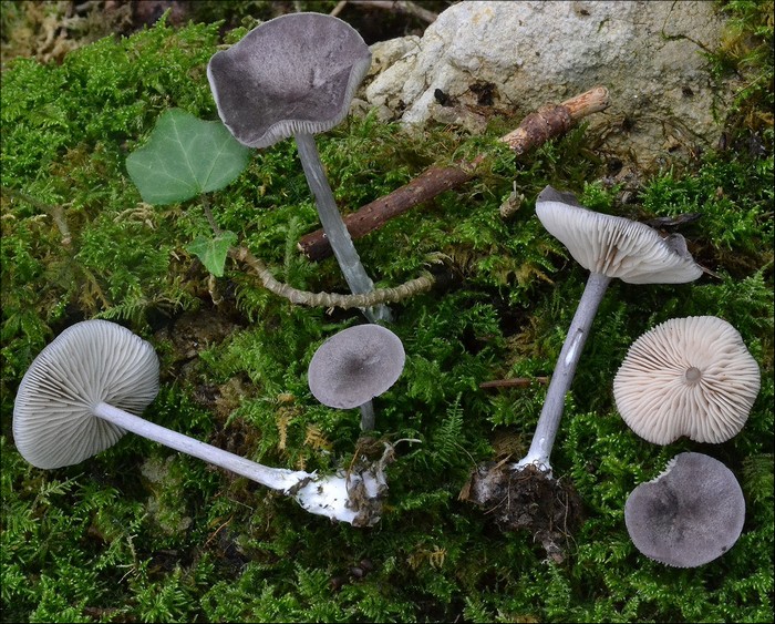 Entoloma mougeotii 1 (08-08-14).jpg