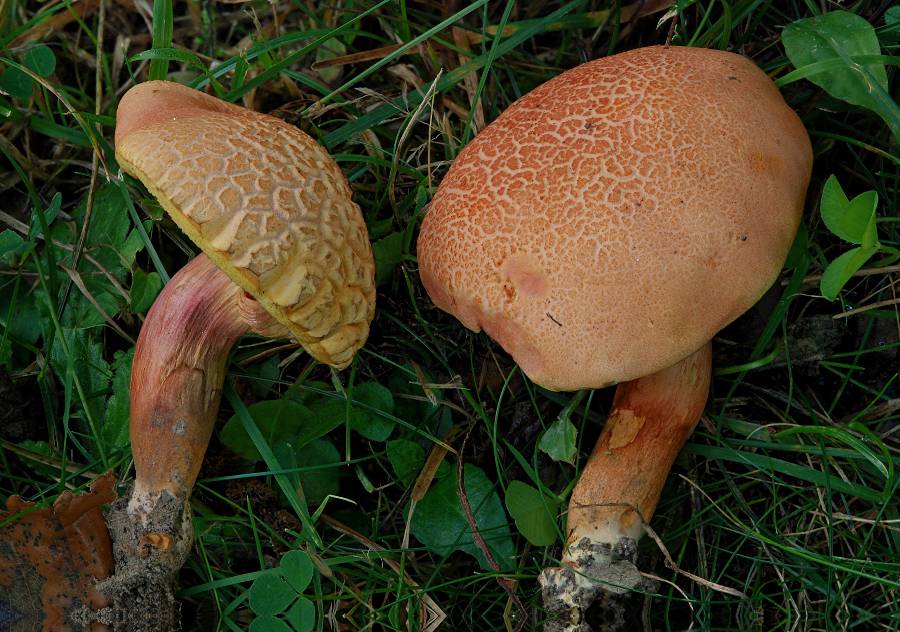 Xerocomus chrysenteron 2014 08 03 Lozère (Cévennes).jpg