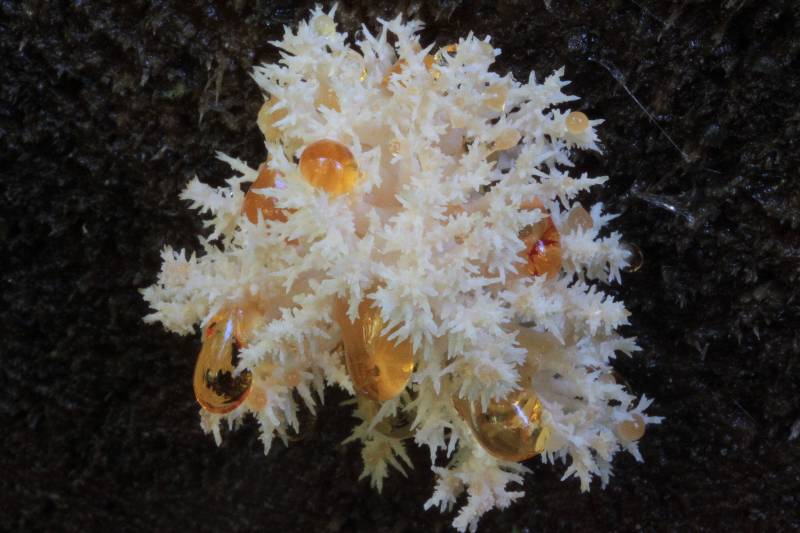 Hericium coralloides 12.JPG