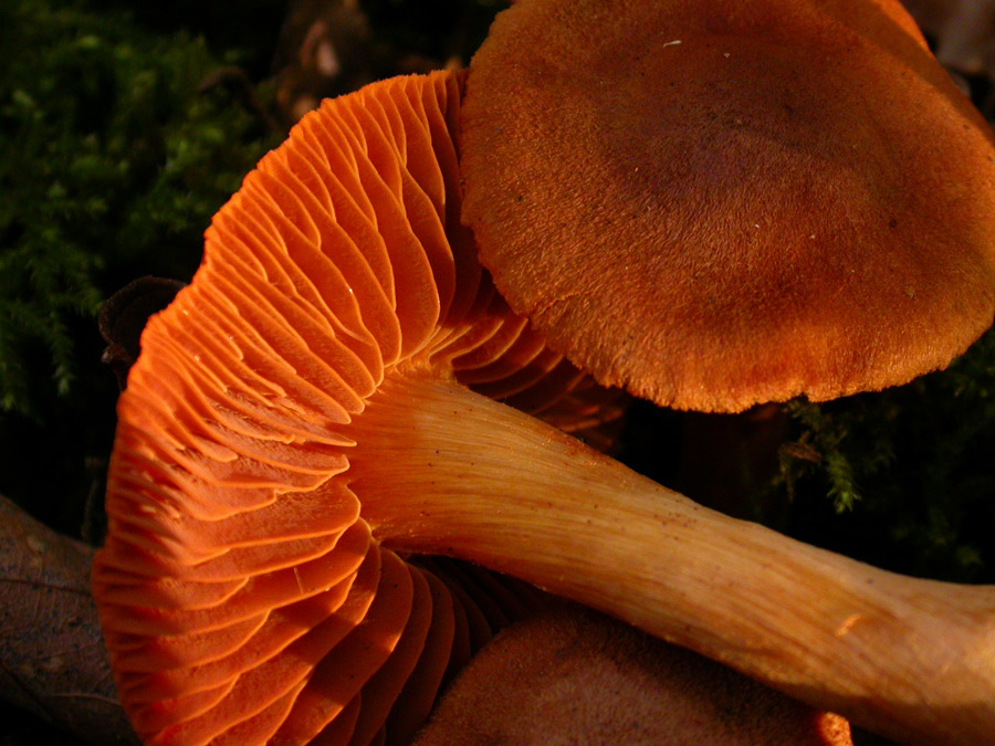 Cortinarius-orellanus.jpg