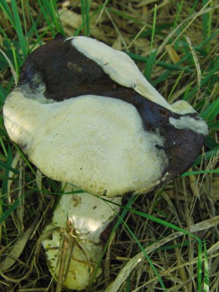 Boletus erythropus.jpg