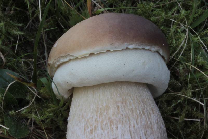 Boletus edulis 3.JPG