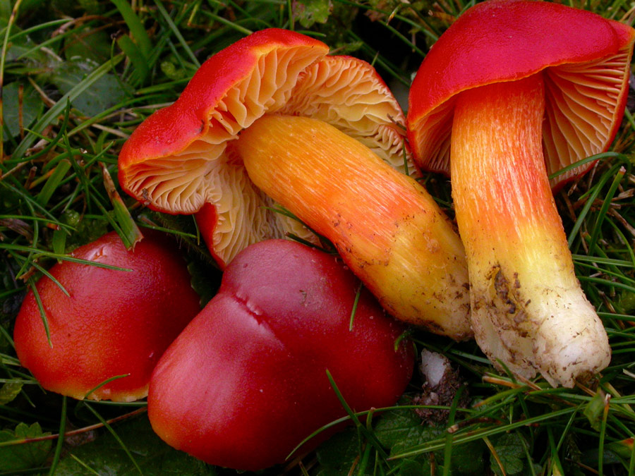 Hygrocybe-punicea.jpg