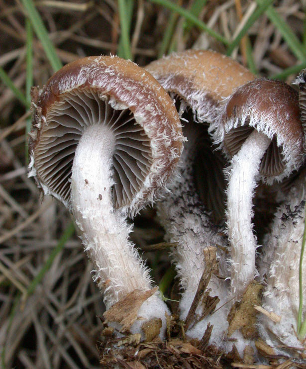 Psathyrella hirta2.jpg