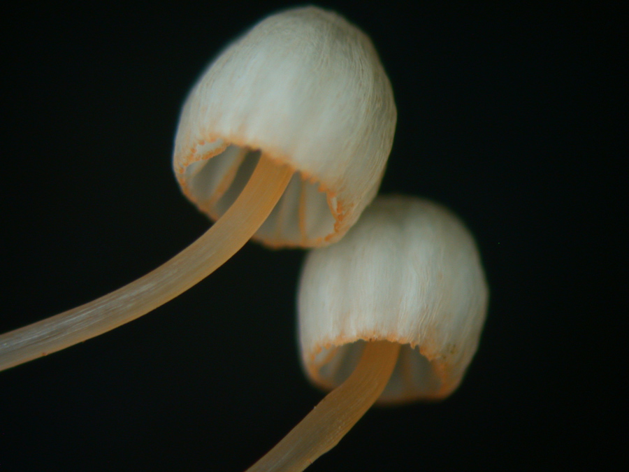 Mycena-pterigena.jpg