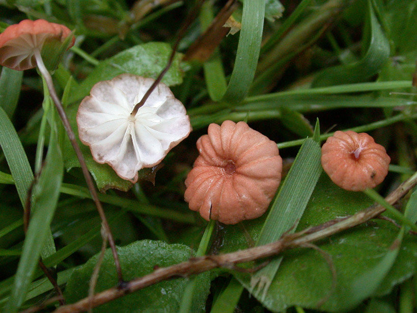 Marasmius-graminum.jpg